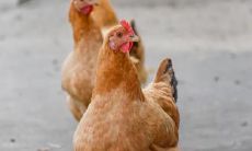 属鸡2021.10.2运势 做事不要粗心