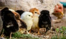 属鸡2021.9.29运势 多关心家人