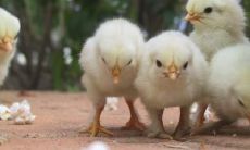 属鸡2021.9.26运势 有不错的收获