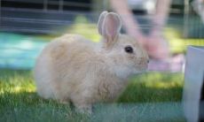 猴子和属兔的做儿女好吗 头胎属猴二胎能属兔吗