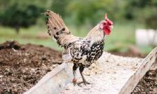 属鸡2021.9.2运势 社交有利提升感情运