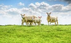 属羊的取什么名字好 有什么属羊喜用字