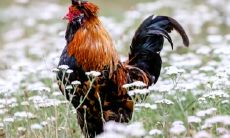 属鸡2021.8.28运势 宜专注事业提升自己