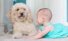 属狗的人名字中最好带什么字 好名字推荐