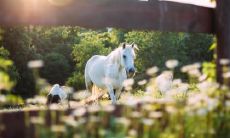鈆指什么生肖 有关生肖马的谜语