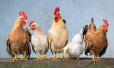 属鸡2021.8.19运势 沉淀才有更好的未来