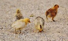 属鸡2021.8.18运势 情场失意职场得意