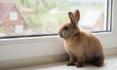 属兔2023.3.28运势 傲慢不逊