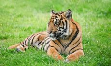 2022年几月虎一等命 2022年二月虎一等命