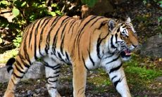 三来七来鸡发财是什么生肖 老虎的谜语介绍