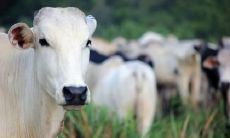 2022年属牛大忌 需要佩戴什么吉祥物