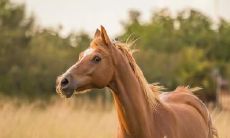 2022年属马大忌 褐色非常需要避讳