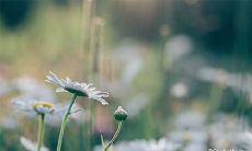 1978年二月初五生日女2022年运势 2022年事业运势