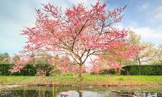 虎年九月出生的人命运 农历9月出生属虎人性格