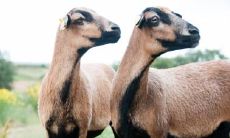 属羊虎年运势2022年运程如何 2022年运势解析