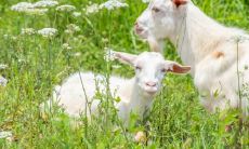 属羊虎年运势2022年会如何 属羊人运势解析