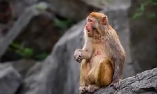 为什么都说属猴的命不好 属猴婚姻不顺的原因