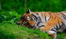 2022年属虎收银台用什么颜色最旺 怎么招财好