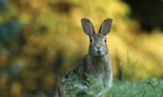 2022年属兔收干女儿属相 属兔忌讳哪些属相