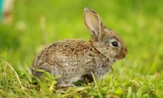 2022年属兔收属鼠的做干儿子好吗 有什么忌讳