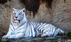 属虎2023.2.25运势 尽责