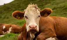 牛宝宝跟猪宝宝一起生活好不好 属牛不适合和谁一起