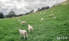 属羊2023.2.20运势 易斗嘴