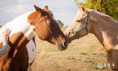 属马2023.3.31运势 获得不错的成就