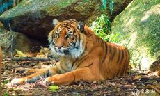 二月初几的虎宝宝好 二月出生宝宝性格