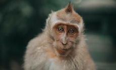 属猴2023.3.12运势 尊重爱人