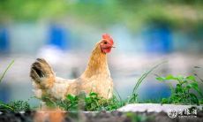 属鸡2023.4.1运势 感同身受