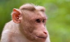 请属猴的人送高考生去考场能考出好成绩吗