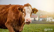 属牛2023.3.12运势 财运将至