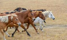 请属马的人送高考生去考场怎么样 能考好吗