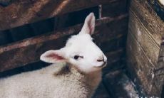 属羊2023.3.26运势 有自己的思量