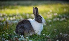 属兔2023.3.29运势 安定