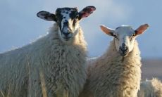 属羊2023.3.29运势 加薪的机会就在眼前