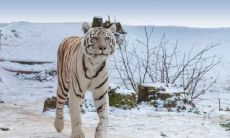 2022年属虎本命年戴红绳的寓意 本命年注意