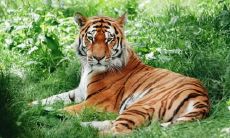 2022年属虎本命年戴朱砂好吗 佩戴朱砂的禁忌