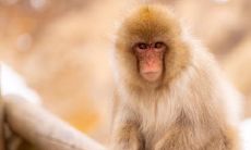 2022年属猴今年冲太岁什么意思 如何化解