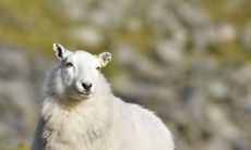 属羊五月出生的女人 几点出生最有福气