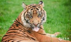 十月虎男人好不 属虎出生最好六个吉日