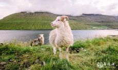 四月羊很有福 几月出生属羊富豪命