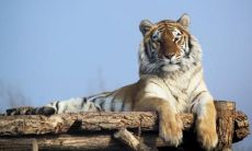 2022年属虎本命年戴玉的规矩有哪些