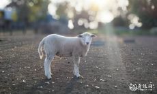 属羊男哪个月最有福气 属羊男和什么属相最配