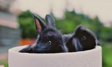 2022年最倒霉的四大生肖 生肖虎兔蛇羊