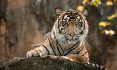 2022年属虎犯太岁化解了是不是就好了 是但仍需小心