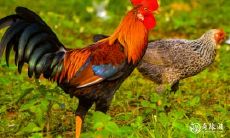 12生肖的老大是谁 为什么老鼠排第一