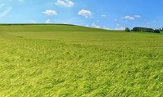 树脂塑料是什么五行 属木的人要带什么