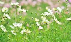 歌手五行属什么 什么五行的人适合这类